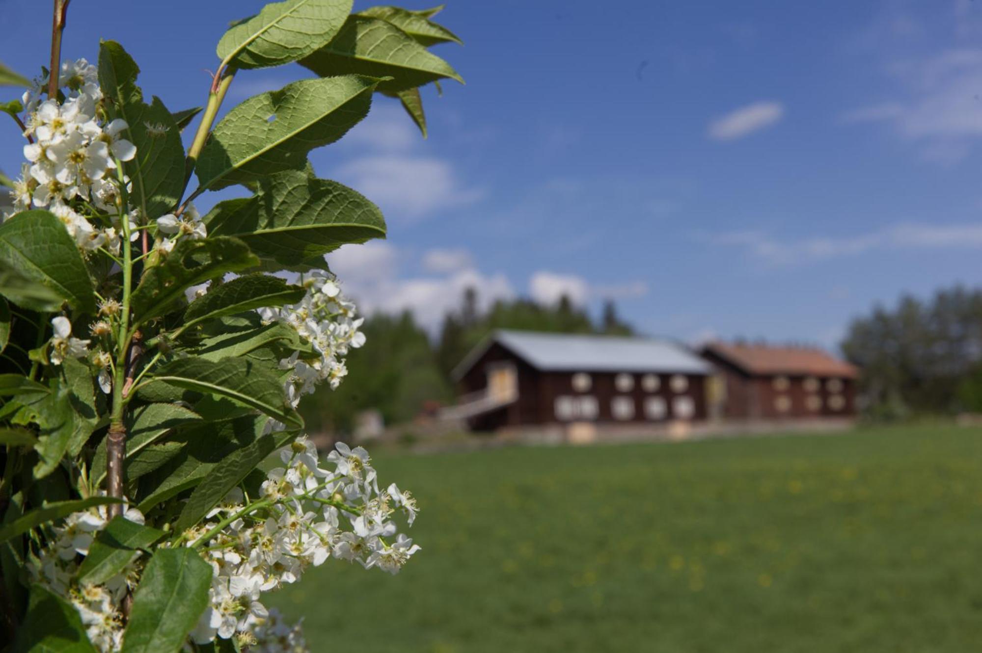 Grindstugan Pa Fyras Gard * Hammerdal