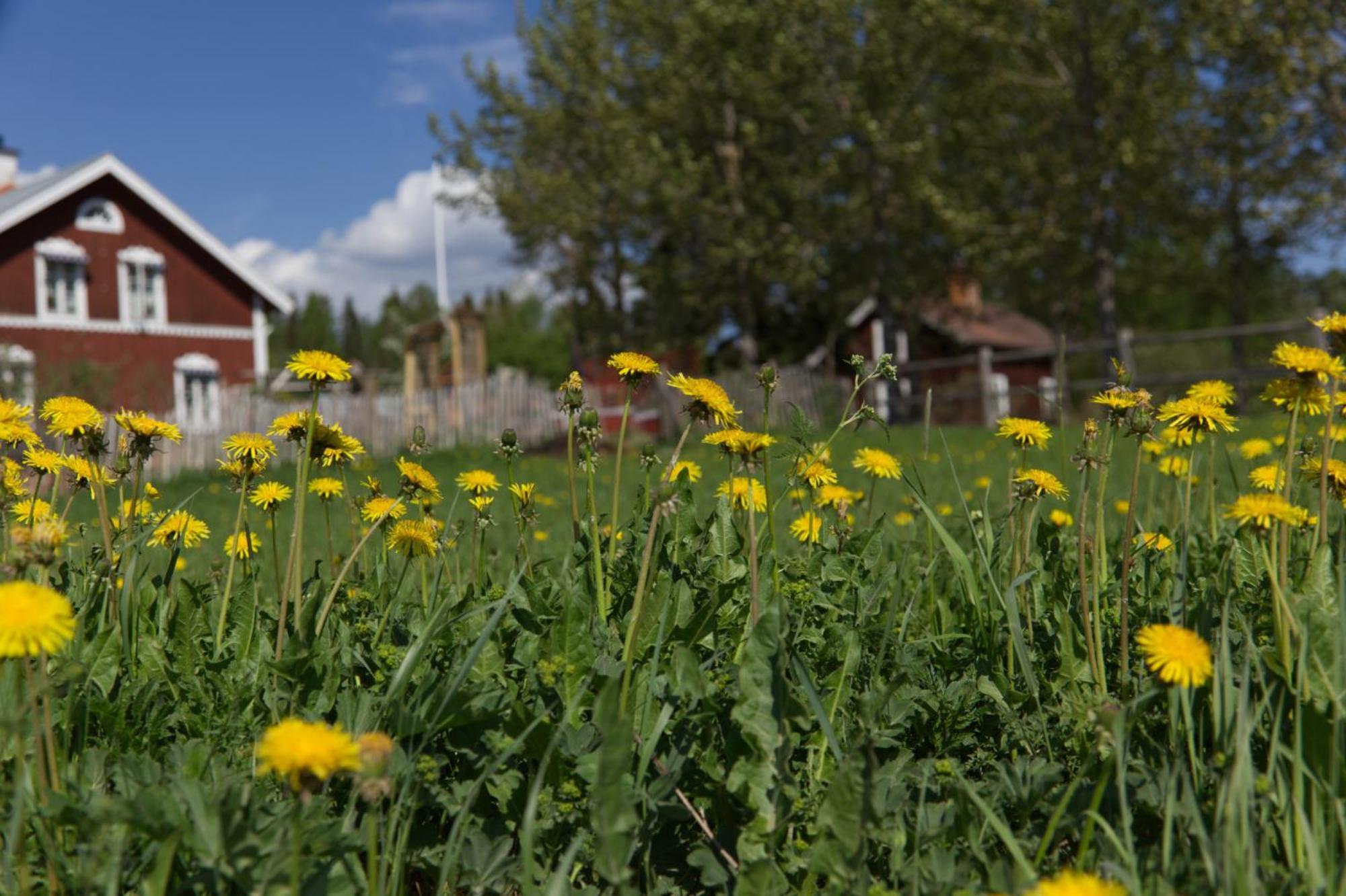 Ferienhaus Grindstugan Pa Fyras Gard Hammerdal